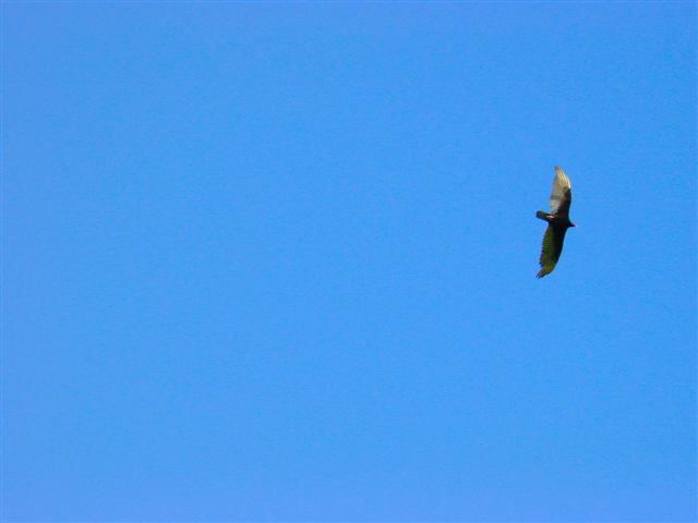 vulture-in-flight-2-