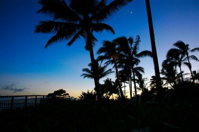 Sunset palms and Moon