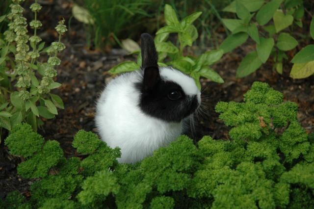 oreo-in-the-garden-3-