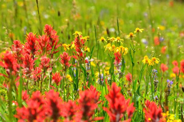 Ridge Route wildflowers (4)