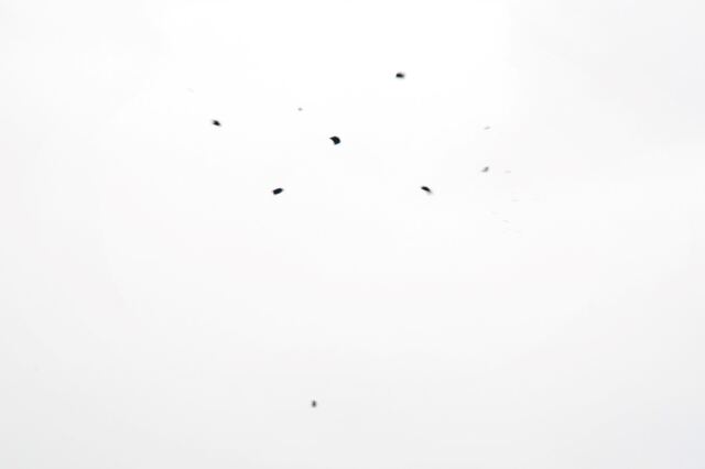 Edge Hill shooting - not-so-intact clay pigeon