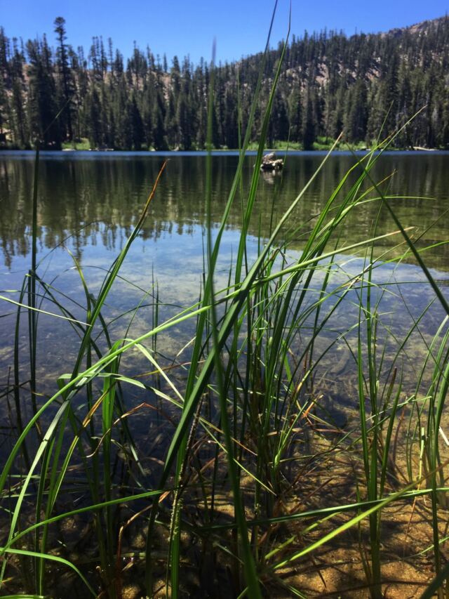 Angora Lake reeds