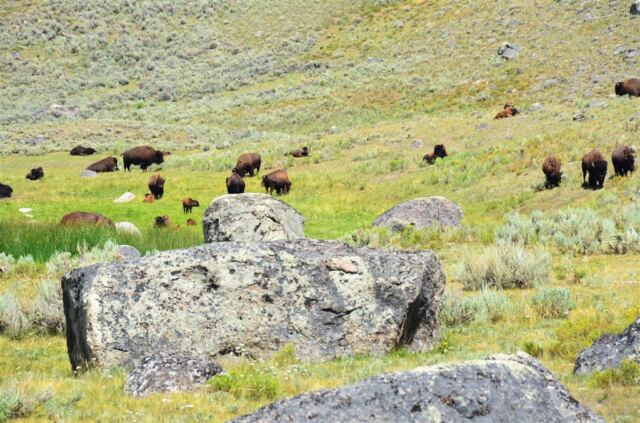 Lamar Valley bison (9)