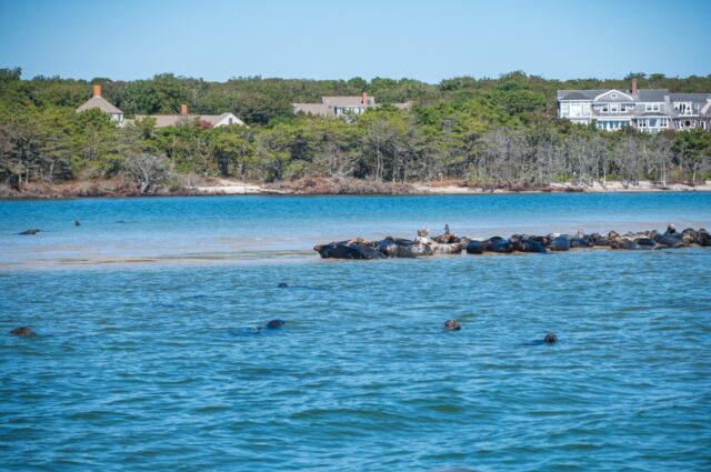 Monomoy Refuge seals 01