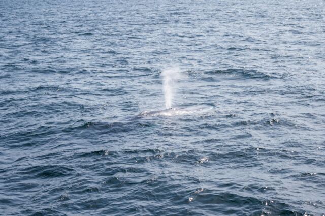 Cape Cod fin whales 10
