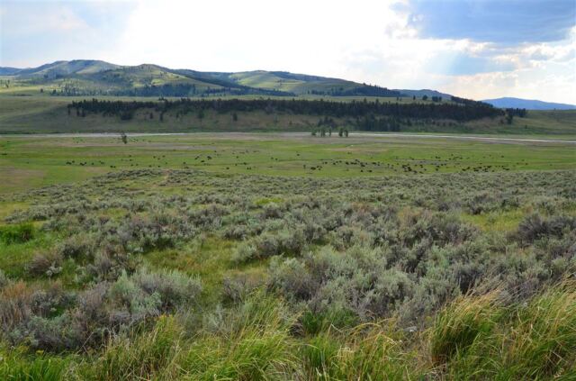 Lamar Valley bison (14)