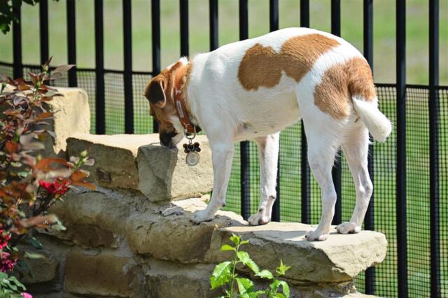 smells-like-squirrel