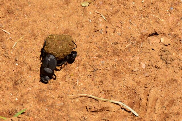 Dung beetle doin work
