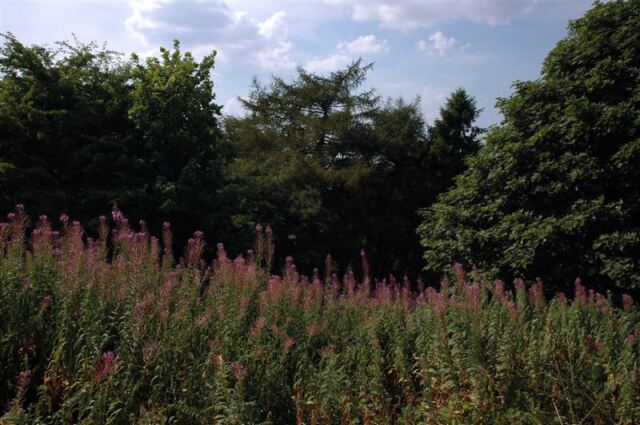 Wildflowers atop the Malvern Hills (1)