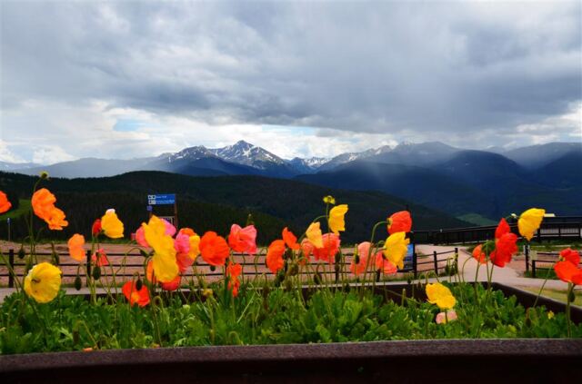 Eagle's Nest flowers and Mount of the Holy Cross