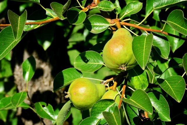 Boeger Winery - fig tree