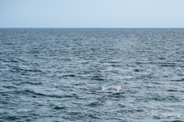 Cape Cod fin whales 01