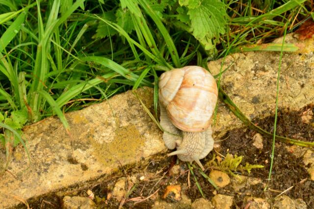 Chedworth Roman Villa - Roman Snails (4)