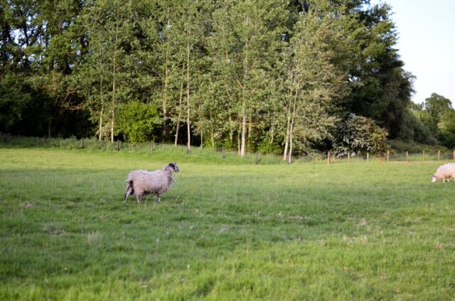Charingworth sheep field 1