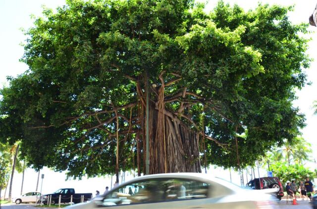 waikiki-banyan-tree-2-