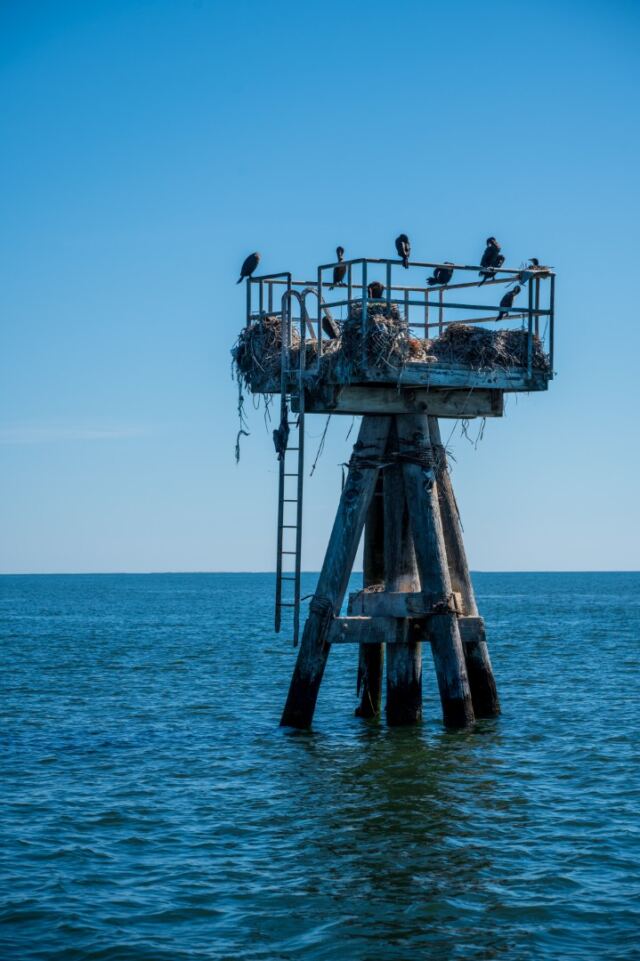 Cormorants on abandoned light