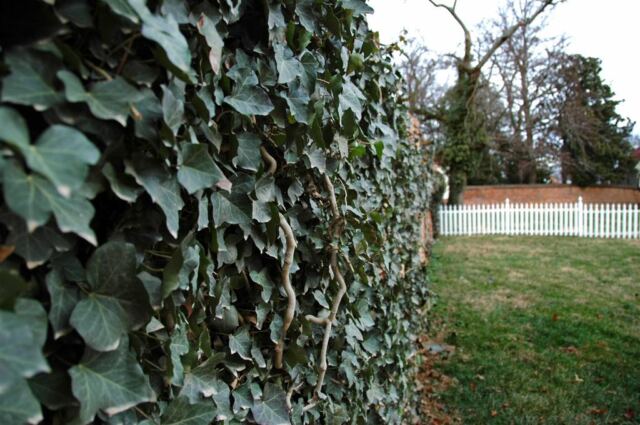 English vines