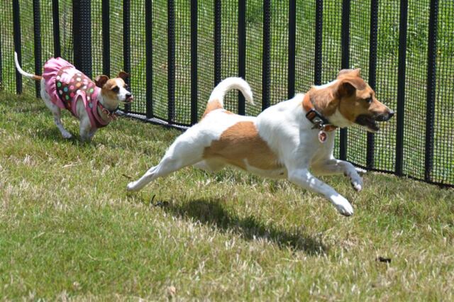 pippa-and-kate-chase-along-the-fence