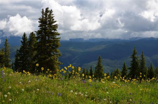 More wildflowers