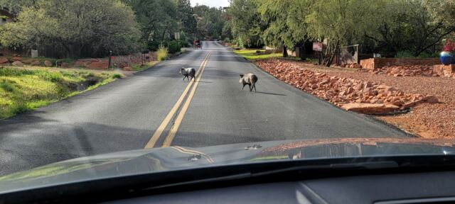 Javalina Crossing (2)