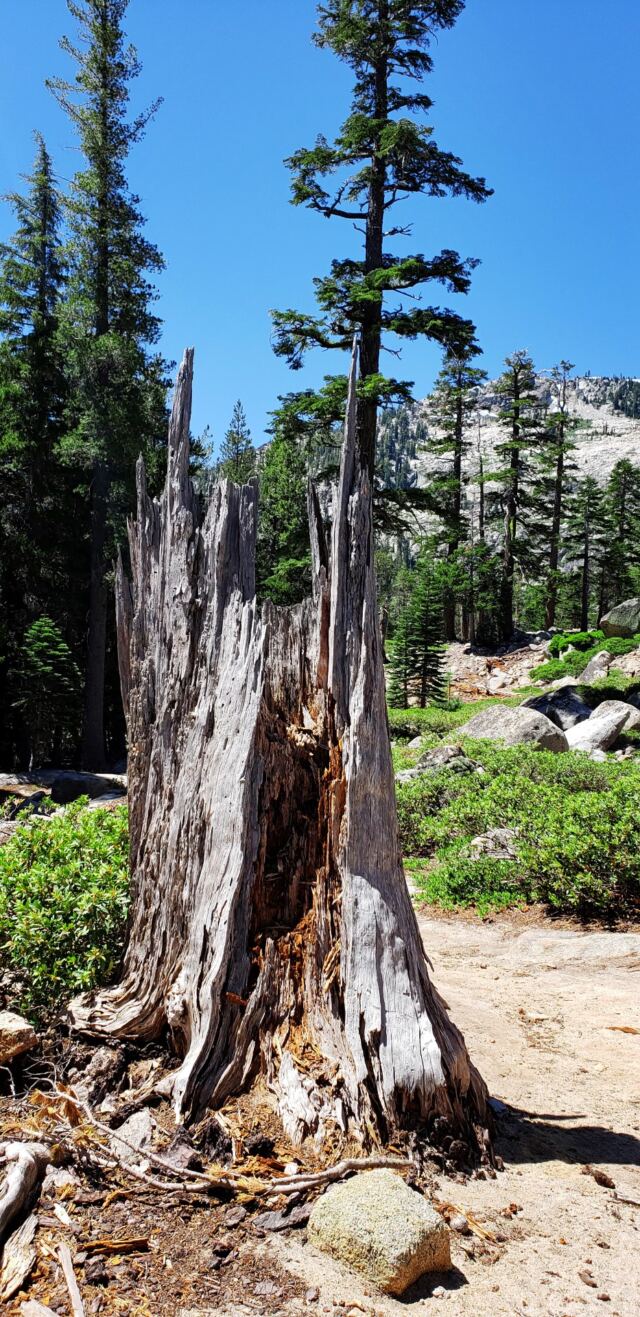 Angora Lake trail 04