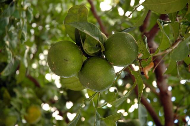 Limes (1)