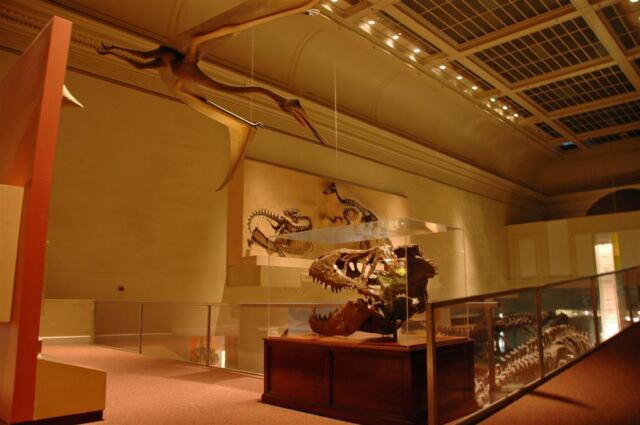 Dinosaur Hall (3)
