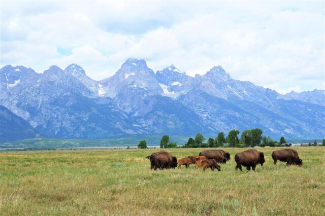 Mormon Row bison (6)