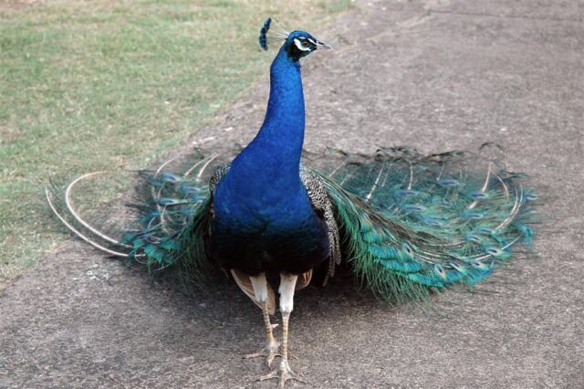 Do the peacock strut