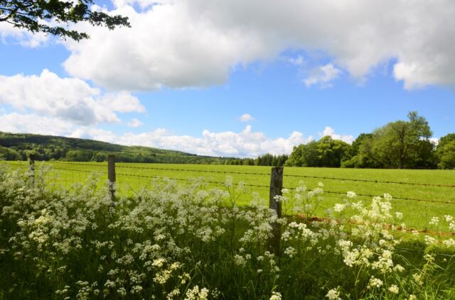 Cotswolds field with wild Baby's Breath