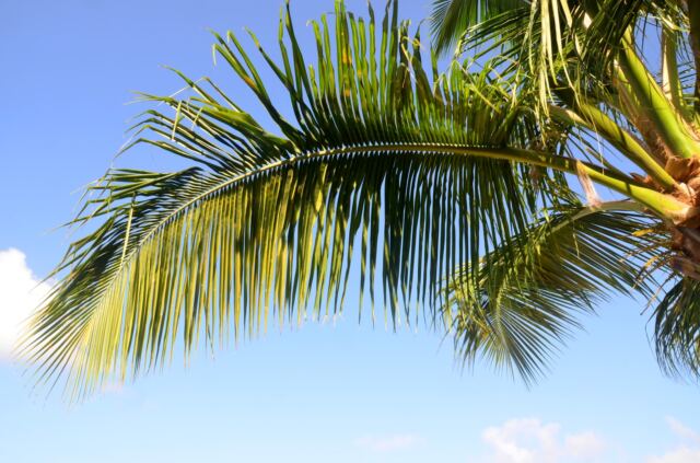 Relaxing under the Emerald Beach palms 1