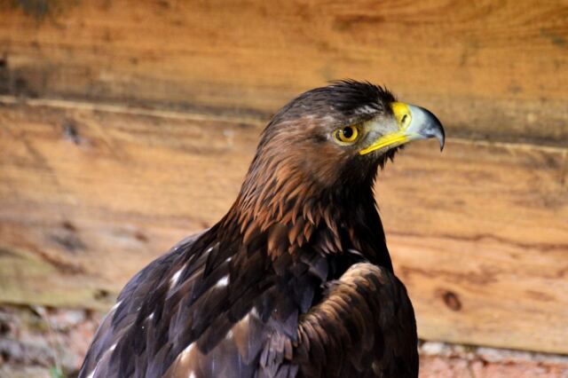golden-eagle-at-mary-arden-s-farm
