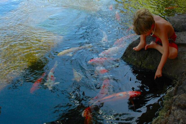 Koi feeding (3)
