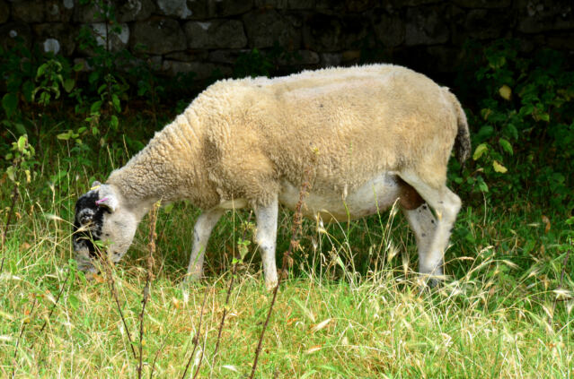 Sheep! (3)