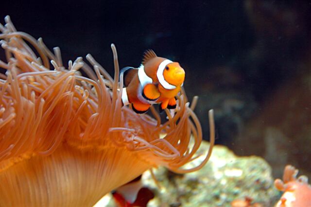 I found Nemo