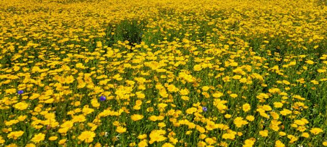Cotswold Lavender - yellow flowers (4)