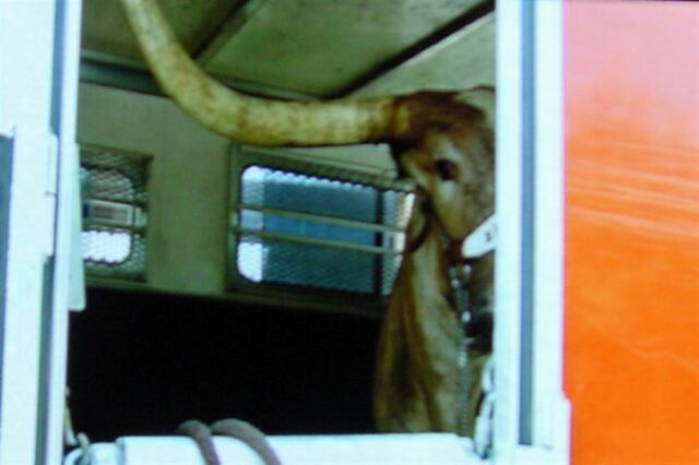 Peek-a-Bevo