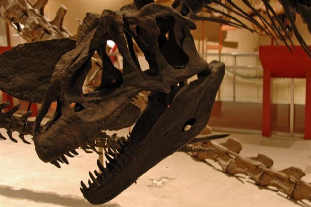 T-rex skeleton