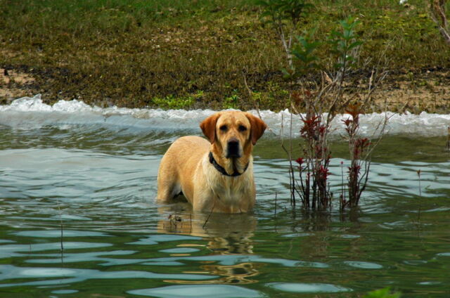 our-canine-observer