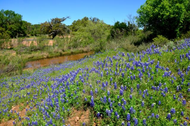 Willow Loop stream bluebonnets 2