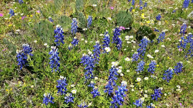 Willow Loop valley bluebonnets and cactus 4