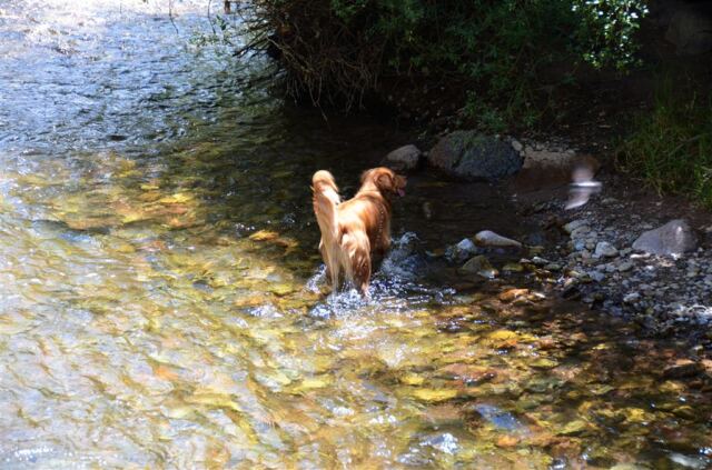 Dog plays in the stream