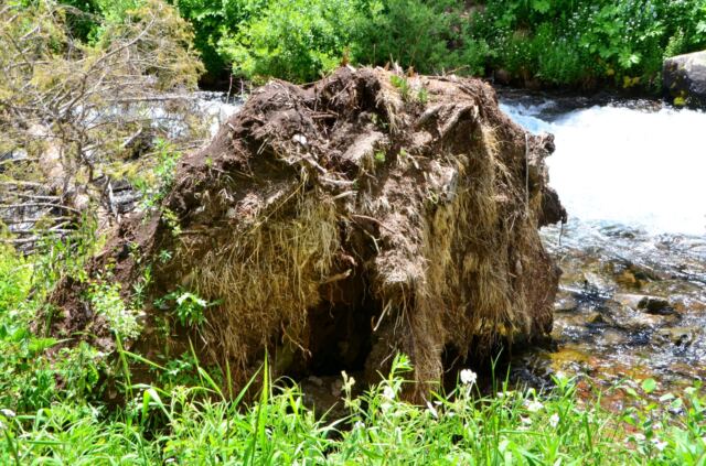 Upended tree at West Maroon Creek Falls