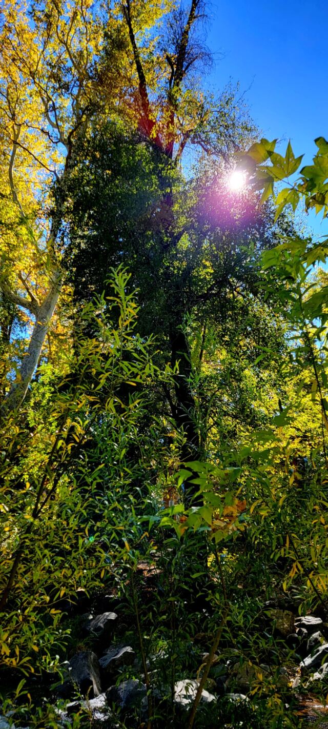 Junipine Creek views (08)