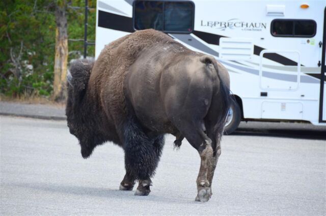 Parking lot bison (3)