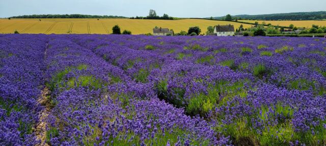 Cotswold Lavender - field views (11)