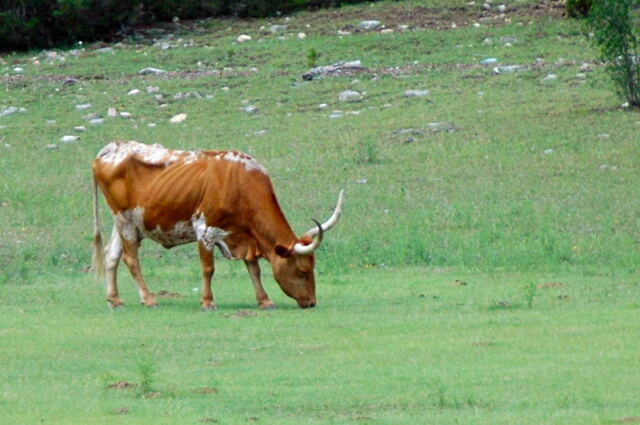 longhorns-in-the-cove-4-