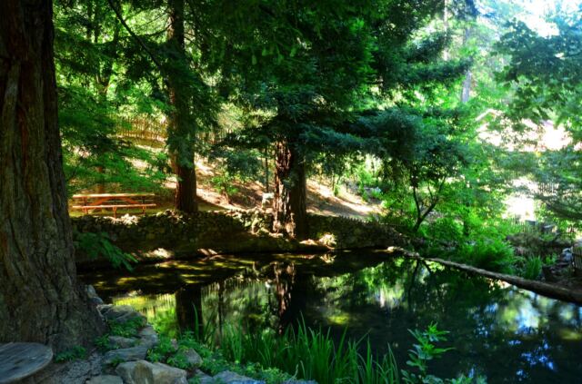 Boeger Winery - redwood pond 01