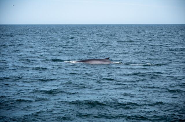 Cape Cod fin whales 07