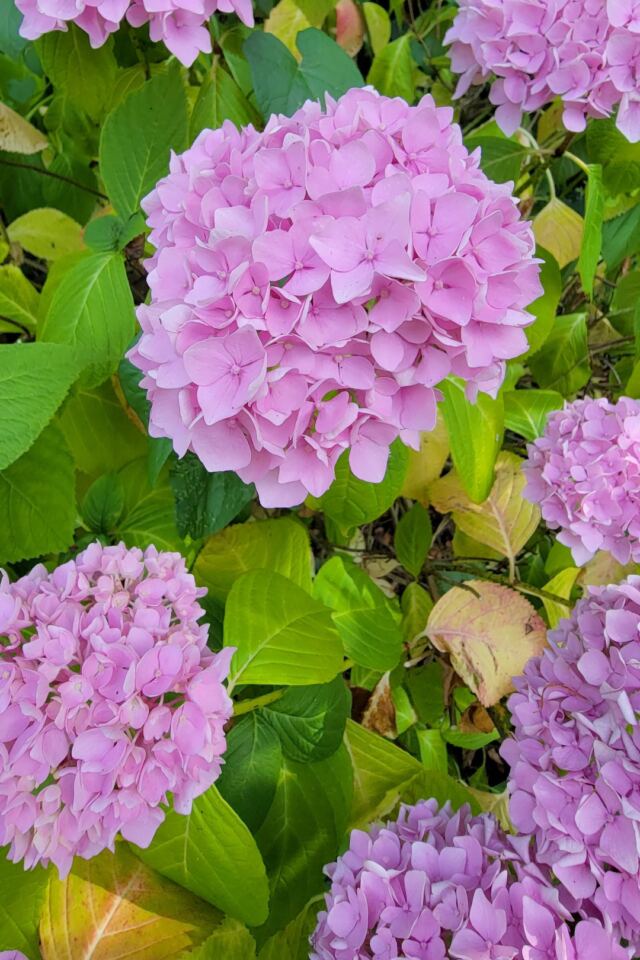 Charingworth flowers (2)